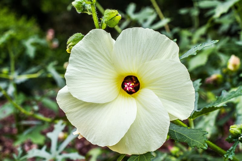 Edible Blooms